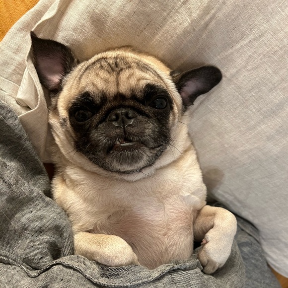 lolapug